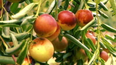 黄骅碳氢核肥冬枣基地迎丰收：增产三成零农残，绿色种植结出“放心果”