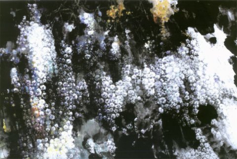 “九天花雨——柯桐枝花鸟画作品展”近日展出